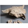 Image 2 : A Scarce Petrified Buffalo Skull
