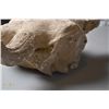 Image 5 : A Scarce Petrified Buffalo Skull