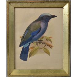 J.G. Keulemans Hand Colored Lithograph