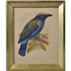 J.G. Keulemans Hand Colored Lithograph