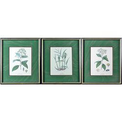 (3) Framed Botanical Prints