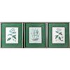 Image 1 : (3) Framed Botanical Prints