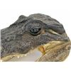 Image 5 : African Taxidermy Crocodile Head (CLB-698)