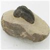 Image 1 : 2685ct Fossilized Tribolite On Base Material (MIN-000232)