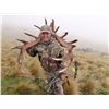 Image 1 : 4-day red stag, tahr, chamois hunt for two hunters in New Zealand - includes trophy fees