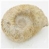 Image 1 : 1745ct Fossilized Natural Ammonite (MIN-000250)