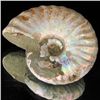 Image 1 : 200ct Opalized Ammonite Full Uncut (MIN-000265)