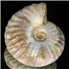 Image 2 : 200ct Opalized Ammonite Full Uncut (MIN-000265)