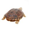 Image 2 : Handcarved Teak Turtle Real Turtle Shell  (CLB-404)