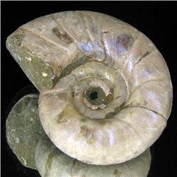 210ct Opalized Ammonite Full Uncut (MIN-000272)