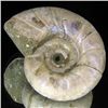 Image 1 : 210ct Opalized Ammonite Full Uncut (MIN-000272)