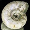 Image 2 : 210ct Opalized Ammonite Full Uncut (MIN-000272)