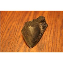 Broken Megalodon Tooth