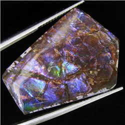 20.65ct Rare Glowing Multi-color Ammonite Triplet (GEM-31994)