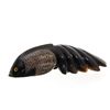 Image 1 : Water Buffalo Horn Scrimshaw Koi RARE  (CLB-461)