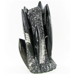 5695ct Orthoceras Fossil Cluster (MIN-000050)