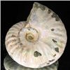135ct Opalized Ammonite Full Uncut (MIN-000266)