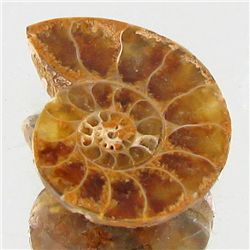 6.56ct Opalized Prehistor Ammonite Jewelry Half (GEM-30435)