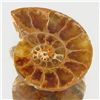 6.56ct Opalized Prehistor Ammonite Jewelry Half (GEM-30435)