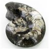 Image 1 : 4265ct Fire Polished Lg Fossilized Ammonite Whole (MIN-000001)