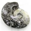 Image 2 : 205ct Fire Polished Fossilized Ammonite Whole (MIN-000027)