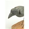 Image 2 : CROW DECOY.