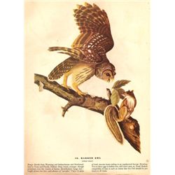 John James Audubon Circa 1946 ~ Barred Owl