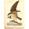 Image 1 : John James Audubon Circa 1946 ~ Osprey