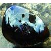 Image 2 : BEAUTIFUL PATTERN PICTURE- QUALITY KOROIT OPAL 69.35 CT