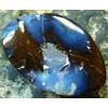 Image 2 : HUGE BOULDER OPAL FROM OUTBACK QUEENSLAND 39.50 cts