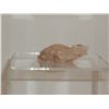 Image 1 : 2" Turtle carved out of stone.  From the Southwest
