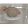 Image 3 : 2" Turtle carved out of stone.  From the Southwest