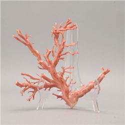A Large Pink Coral Branch*