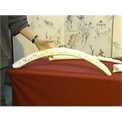 Well-detailed and carved, African ivory tusk/bridge with design of numerous elephants amid trees