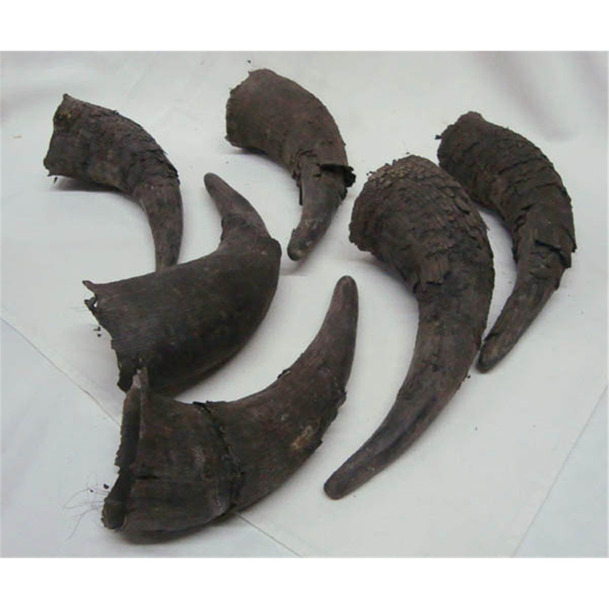 Six American Bison Horn Caps