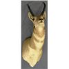 Image 1 : PRONG HORN MOUNT