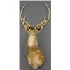 Image 1 : STAG DEER