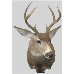 MWF1228 MULE DEER SHOULDER MOUNT H 36in L 25in 7 poin