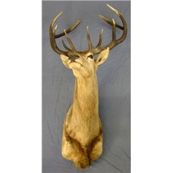 STAG HORN MOUNT;