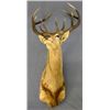 Image 1 : STAG HORN MOUNT;