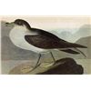 Image 1 : ~ GREATER SHEARWATER ~ The Birds of America - John Jame