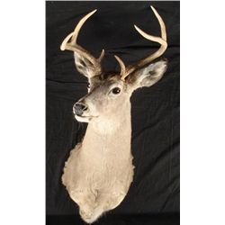 White Tailed Deer 7 Point Mount
