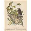 Image 1 : MWF1567~ BROAD WINGED HAWK ~ FRAMED MATTED PRINT ~ 14 X