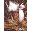 Image 2 : Dubois Snowy Egret Nest Giclee SN LE Bird PHOTO PRINT