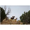 Image 3 : New Mexico Desert or Rocky Mtn. Bighorn Permit