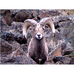 Oregon Bighorn Sheep Permit