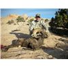 Image 2 : Utah Govenor's Desert Bighorn Permit