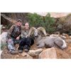 Image 3 : Utah Govenor's Desert Bighorn Permit