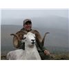 Image 2 : 12 Dall Sheep Hunt for 1 Hunter & 1 Non-Hunter