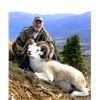 Image 3 : 12 Dall Sheep Hunt for 1 Hunter & 1 Non-Hunter